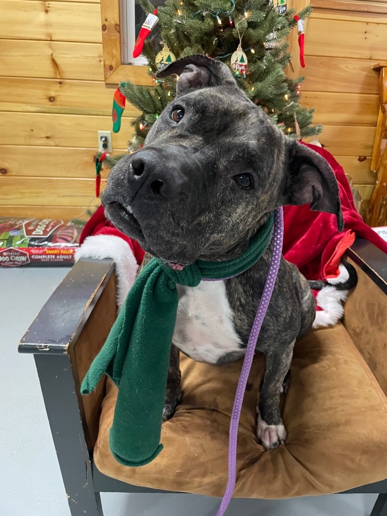 Ava, an adoptable Pit Bull Terrier in Glenfield, NY, 13343 | Photo Image 5