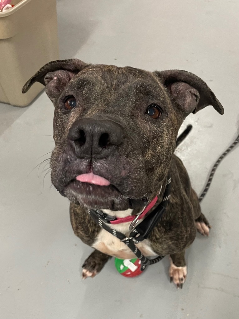 Ava, an adoptable Pit Bull Terrier in Glenfield, NY, 13343 | Photo Image 6