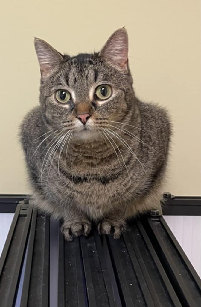 Cady, an adoptable Domestic Short Hair in Salt Lake City, UT, 84117 | Photo Image 1