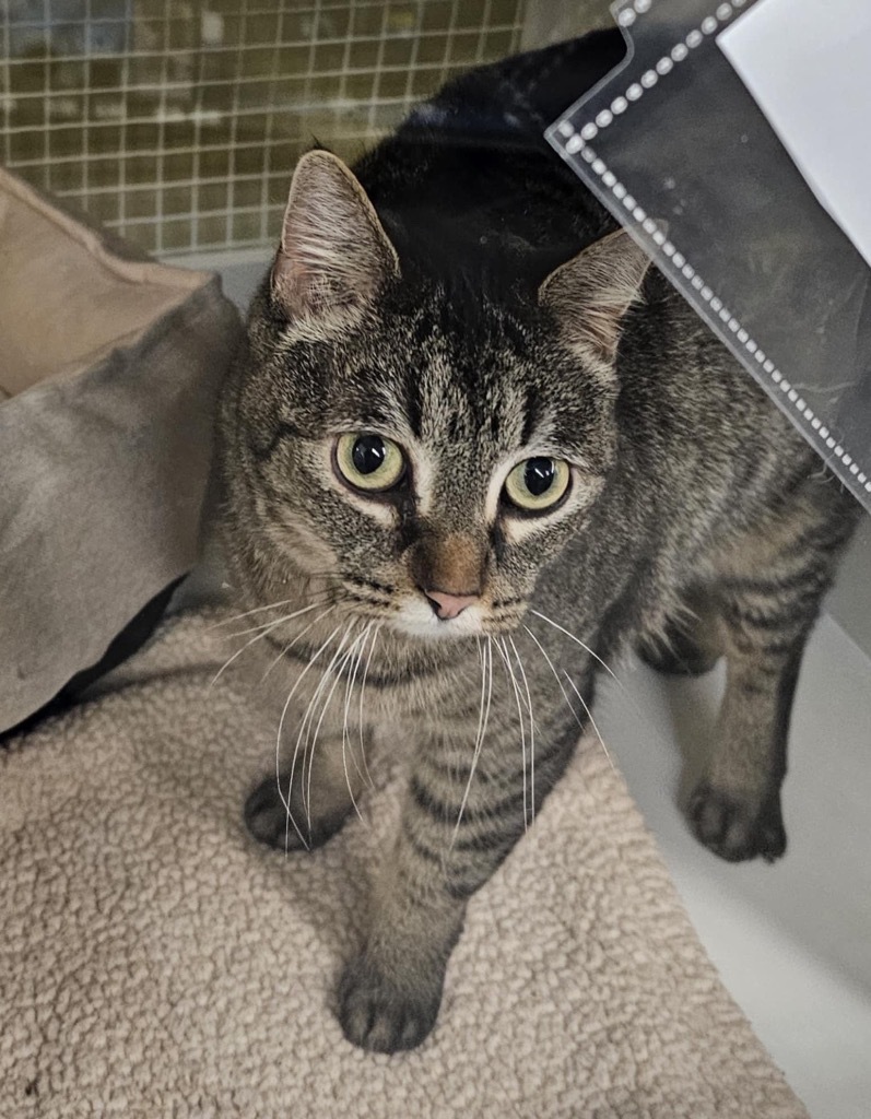 Cady, an adoptable Domestic Short Hair in Salt Lake City, UT, 84117 | Photo Image 2