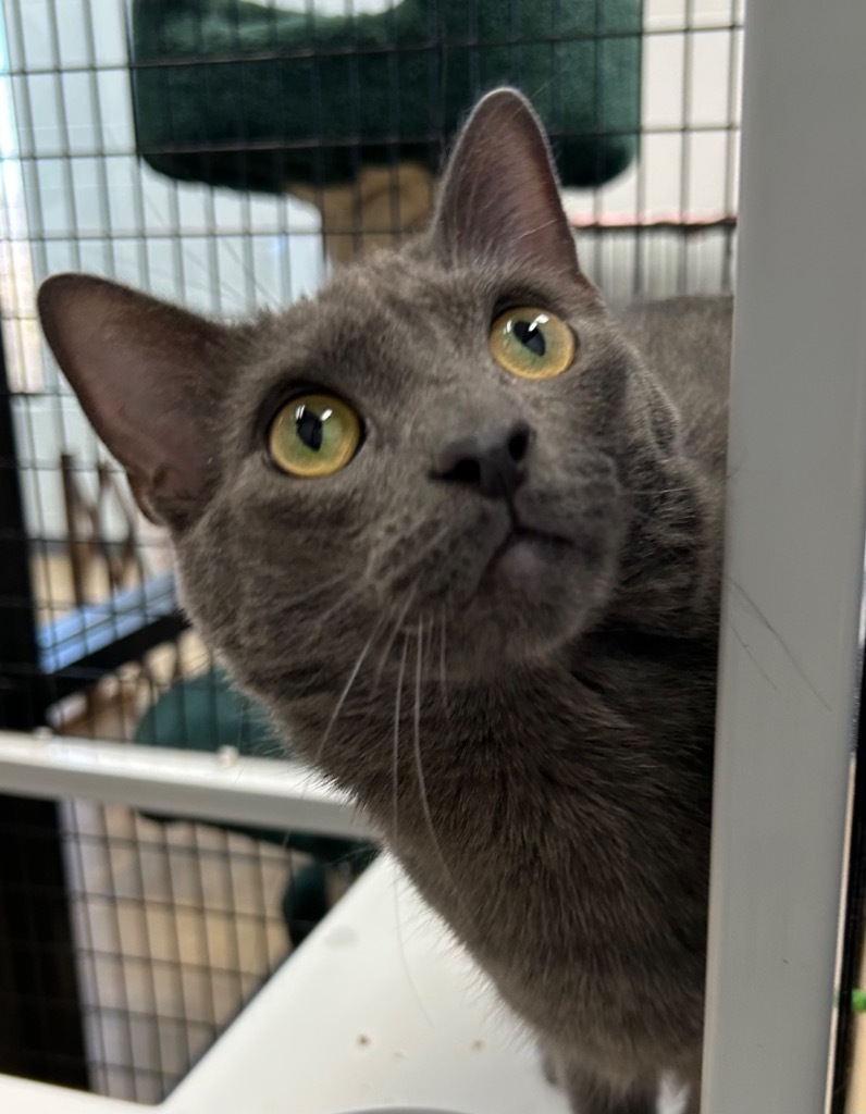 Olaf, an adoptable Domestic Short Hair in Cottonwood, AZ, 86326 | Photo Image 1