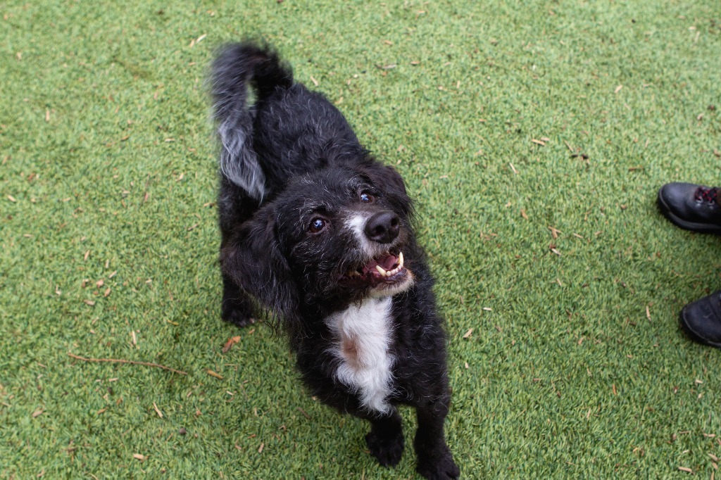 Fin, an adoptable Mixed Breed in Sultan, WA, 98294 | Photo Image 2