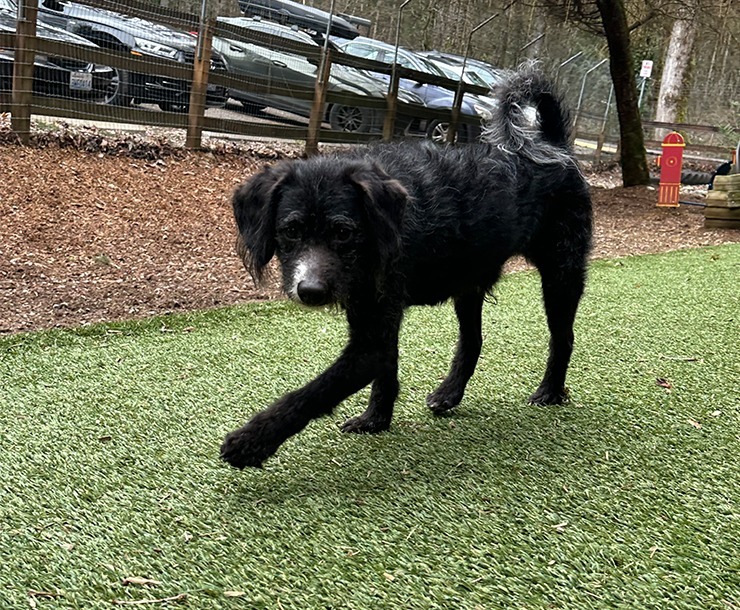 Fin, an adoptable Mixed Breed in Sultan, WA, 98294 | Photo Image 3