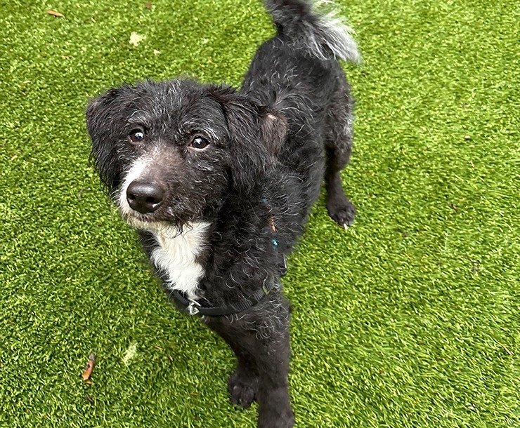 Fin, an adoptable Mixed Breed in Sultan, WA, 98294 | Photo Image 4