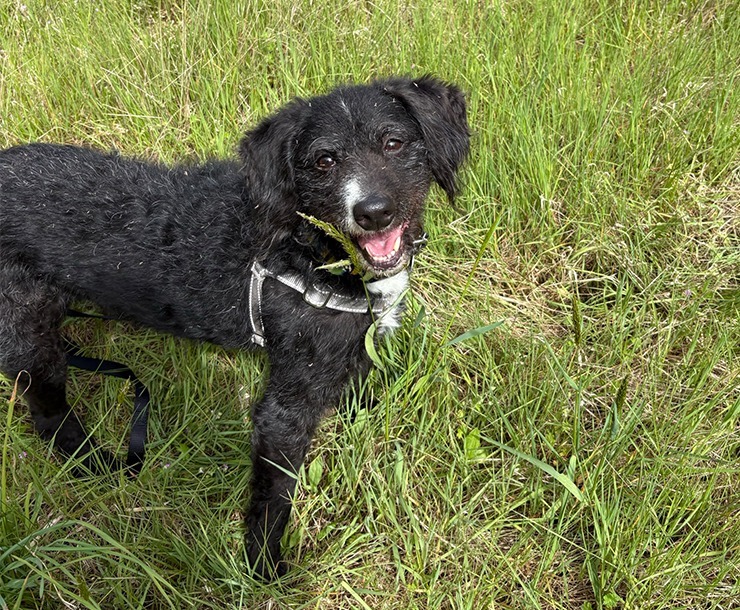 Fin, an adoptable Mixed Breed in Sultan, WA, 98294 | Photo Image 5