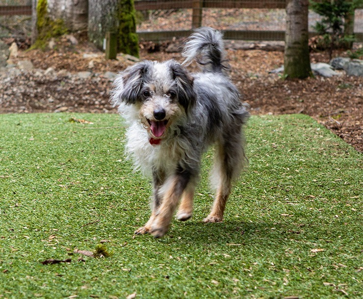 Astro, an adoptable Mixed Breed in Sultan, WA, 98294 | Photo Image 1