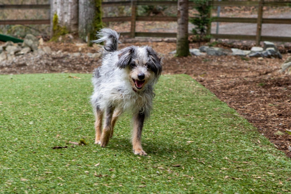 Astro, an adoptable Mixed Breed in Sultan, WA, 98294 | Photo Image 2