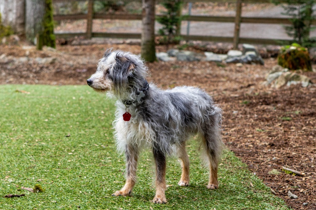 Astro, an adoptable Mixed Breed in Sultan, WA, 98294 | Photo Image 3