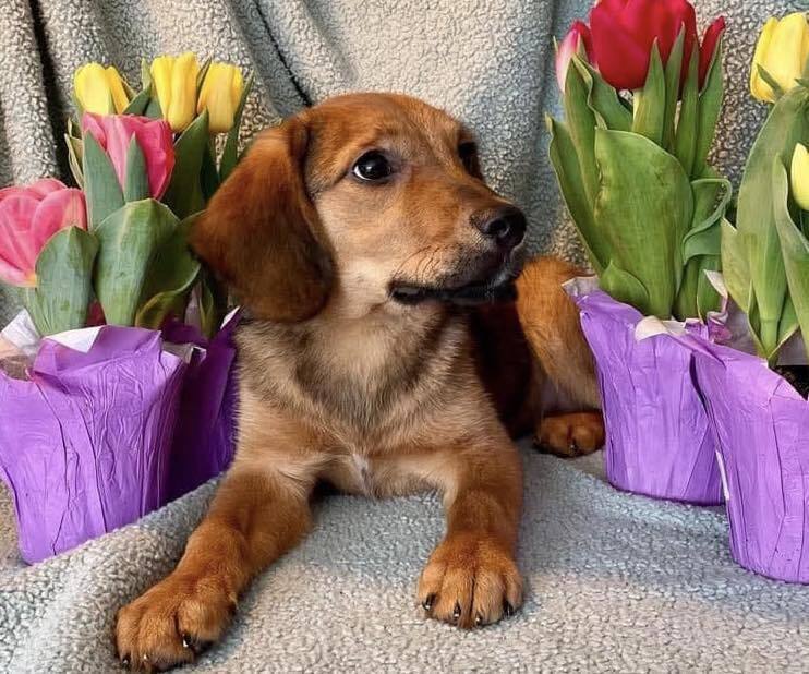 Cadbury (AL)