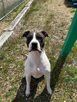 Snoopy, Adult Male Pit Bull Terrier