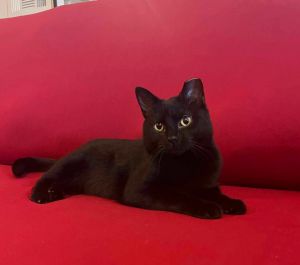 Wren (Unknown), Young Female Domestic Short Hair