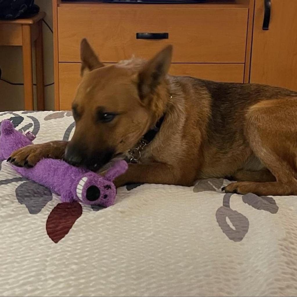 Rylee, an adoptable Mixed Breed in Bismarck, ND, 58507 | Photo Image 3