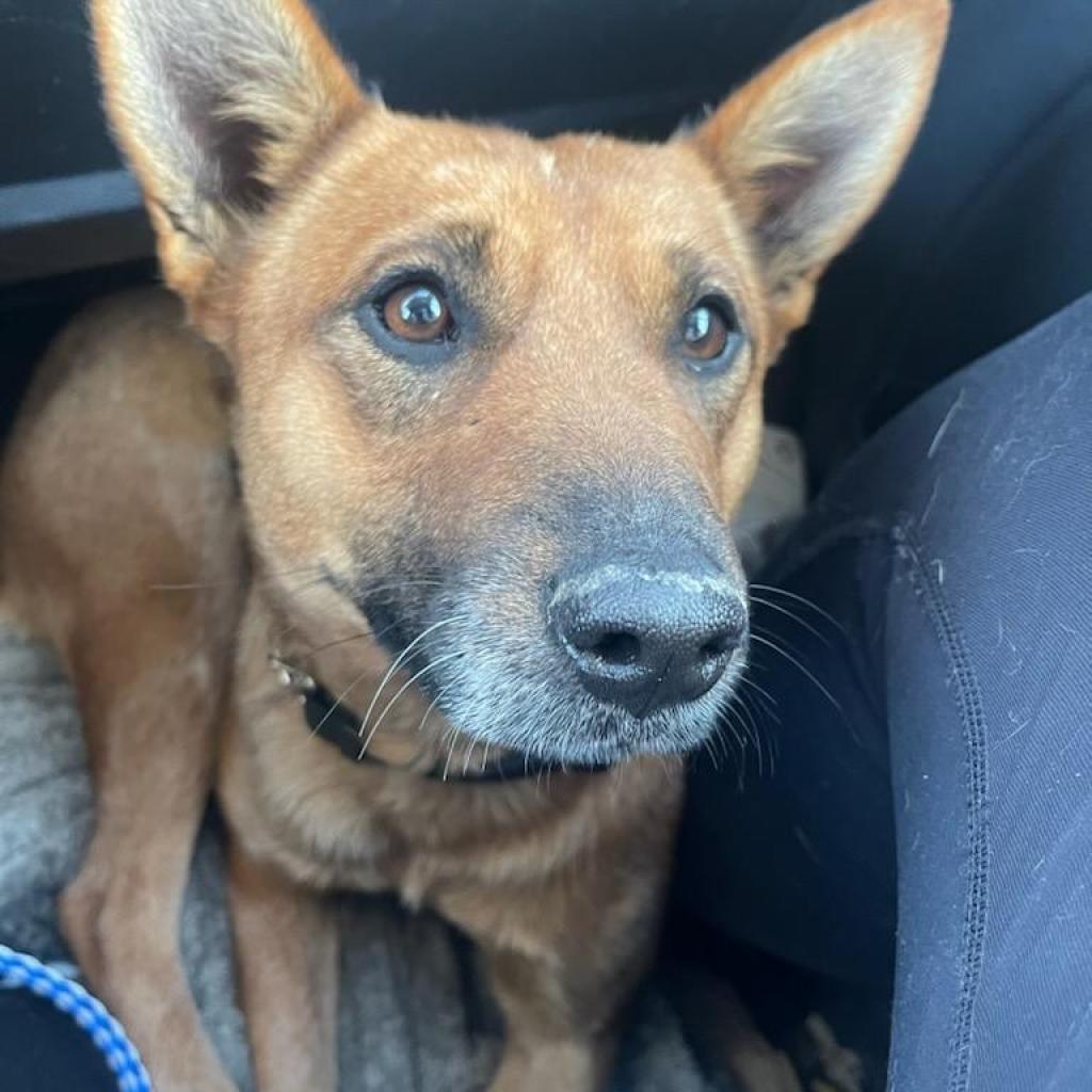 Rylee, an adoptable Mixed Breed in Bismarck, ND, 58507 | Photo Image 4
