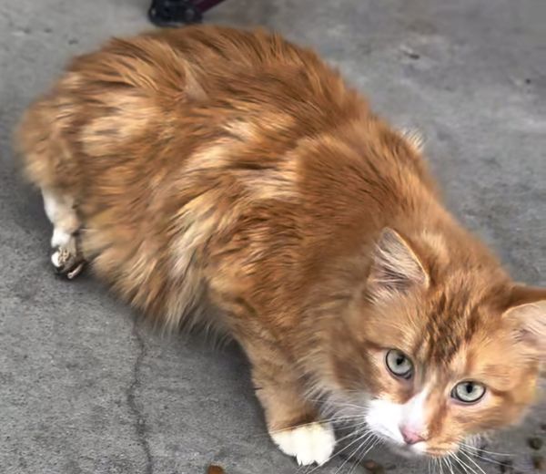 Treasure The Pirate photo 1