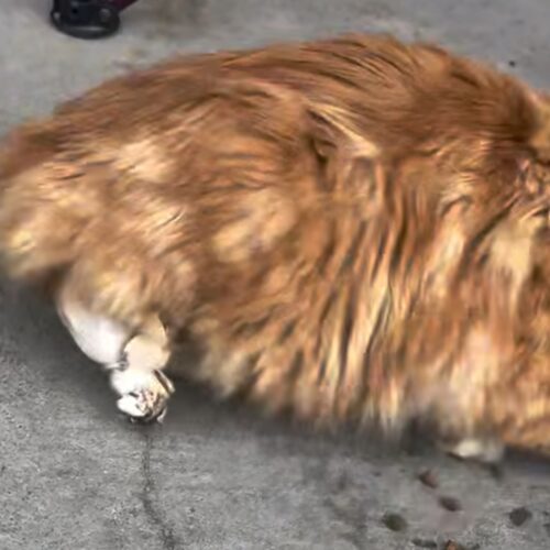 Treasure The Pirate thumbnail 2