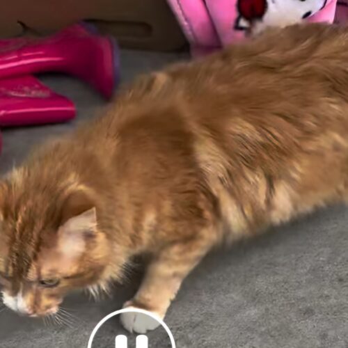 Treasure The Pirate thumbnail 3