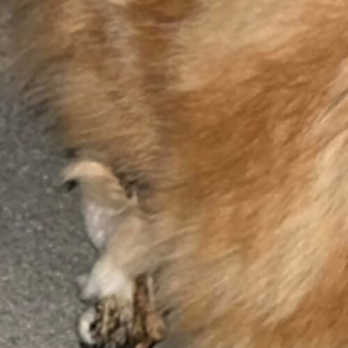 Treasure The Pirate thumbnail 4