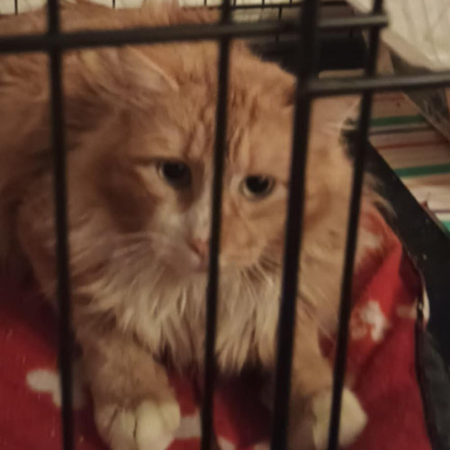 Treasure The Pirate thumbnail 5