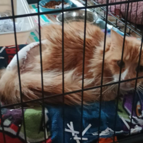 Treasure The Pirate thumbnail 6