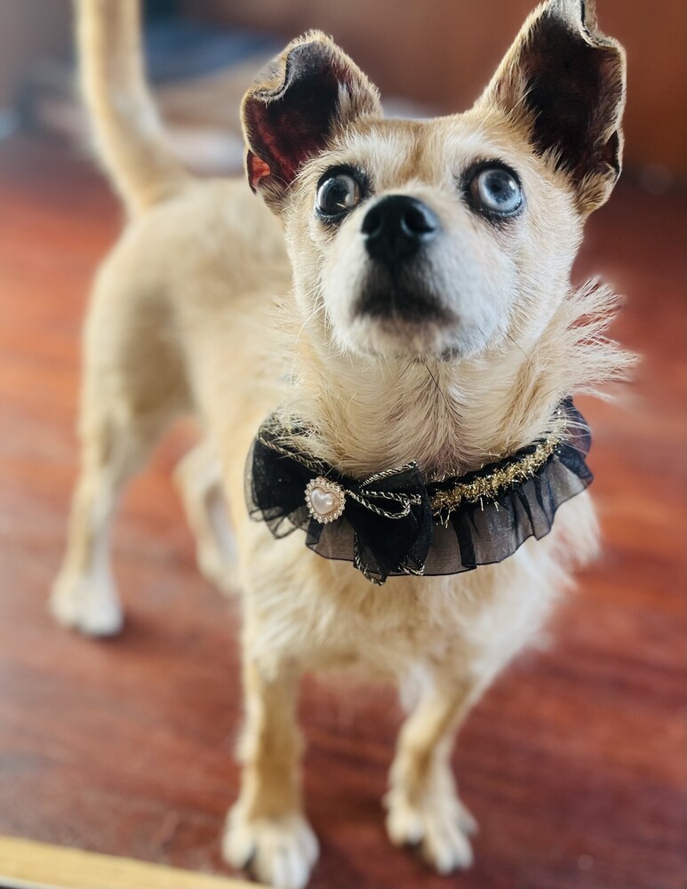 Pippin