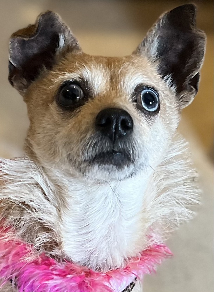 Pippin