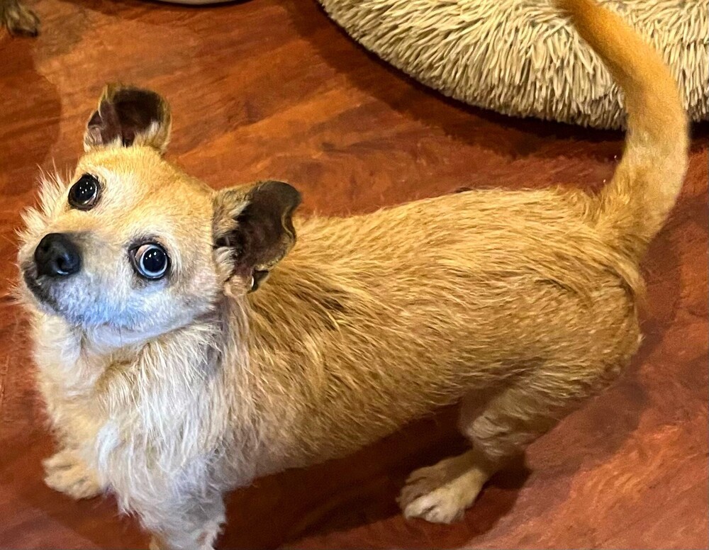 Pippin