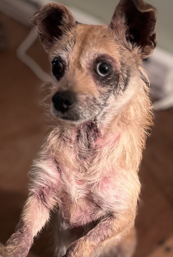 Pippin