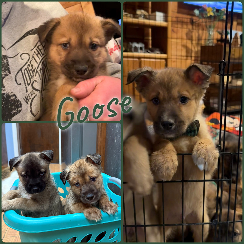 Goose, an adoptable German Shepherd Dog in Idaho Falls, ID, 83405 | Photo Image 1