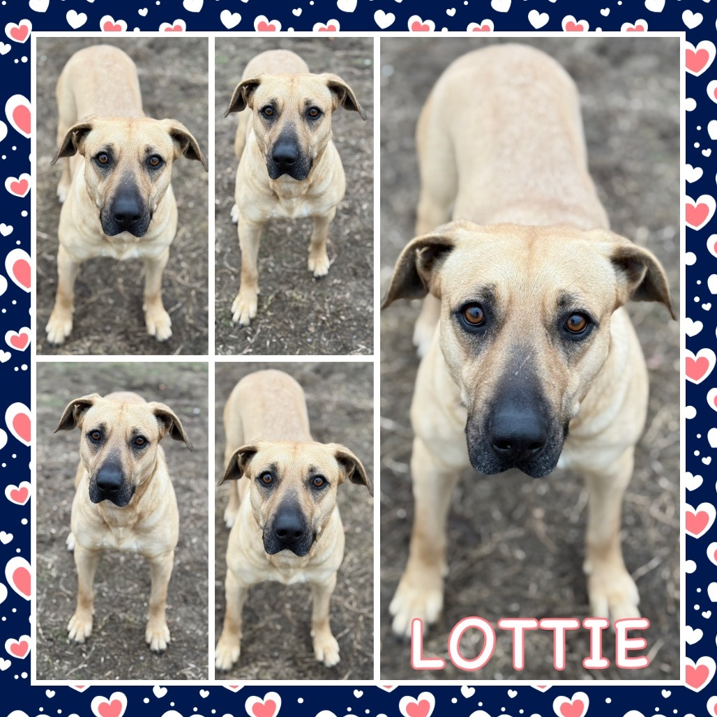 Lottie
