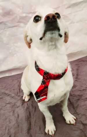 Tuba, Adult Male Beagle