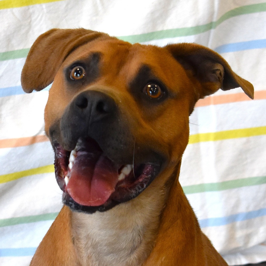 Duka, an adoptable Pit Bull Terrier in Rifle, CO, 81650 | Photo Image 1