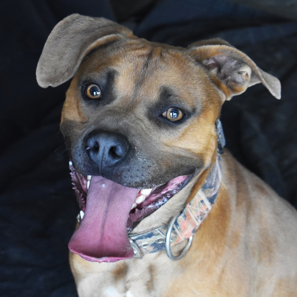 Duka, an adoptable Pit Bull Terrier in Rifle, CO, 81650 | Photo Image 1