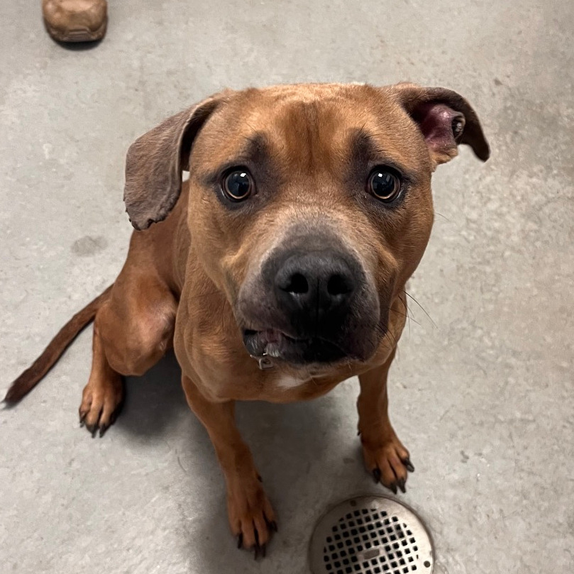 Duka, an adoptable Pit Bull Terrier in Rifle, CO, 81650 | Photo Image 2