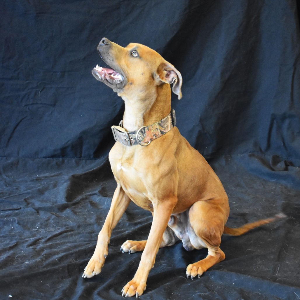 Duka, an adoptable Pit Bull Terrier in Rifle, CO, 81650 | Photo Image 3