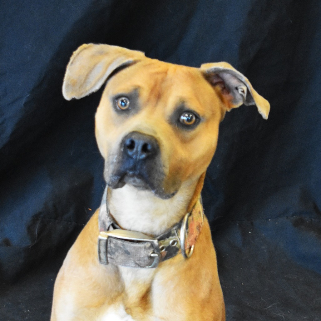 Duka, an adoptable Pit Bull Terrier in Rifle, CO, 81650 | Photo Image 3