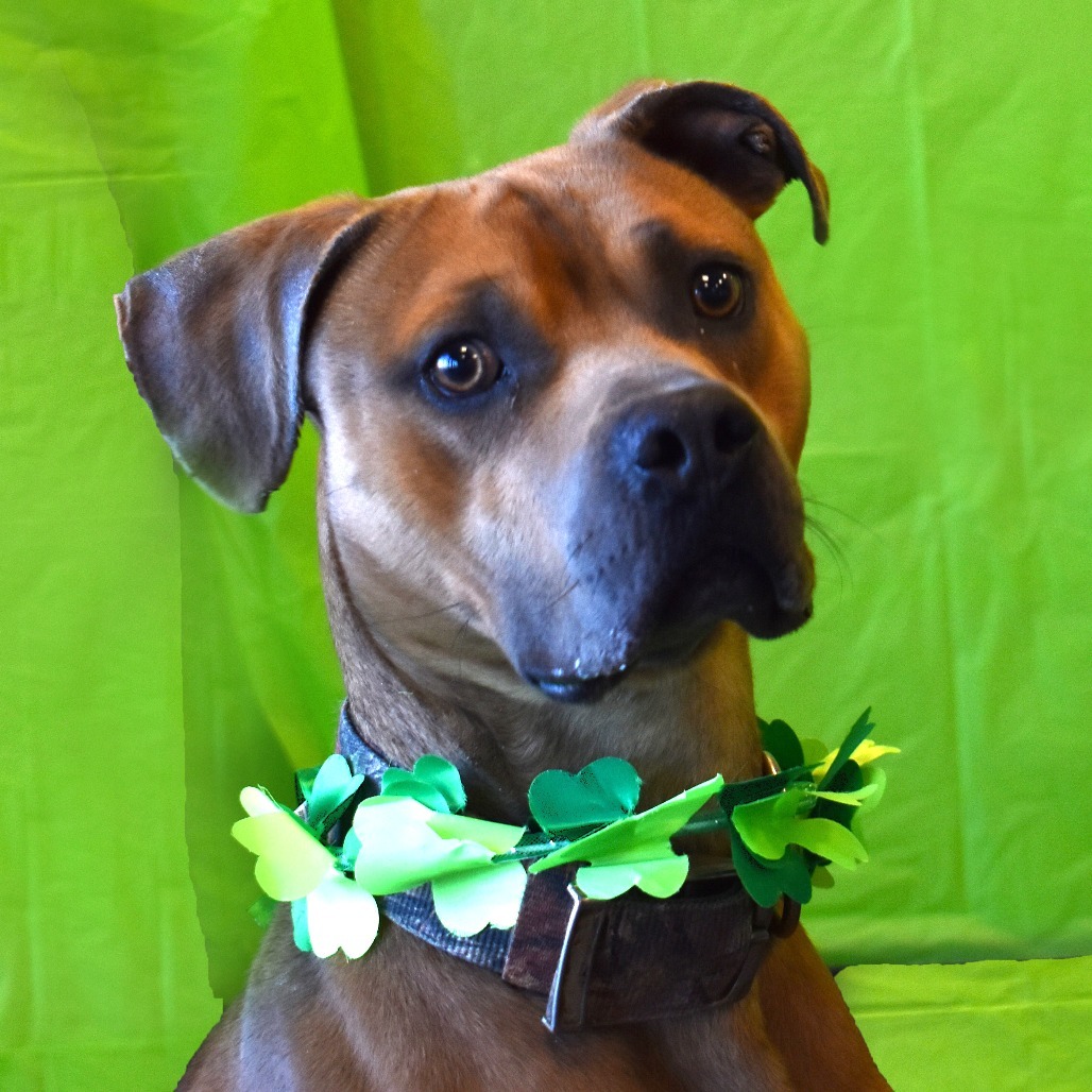 Duka, an adoptable Pit Bull Terrier in Rifle, CO, 81650 | Photo Image 3