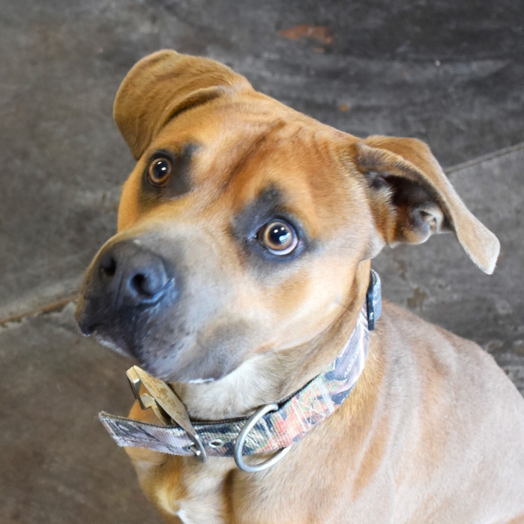 Duka, an adoptable Pit Bull Terrier in Rifle, CO, 81650 | Photo Image 5