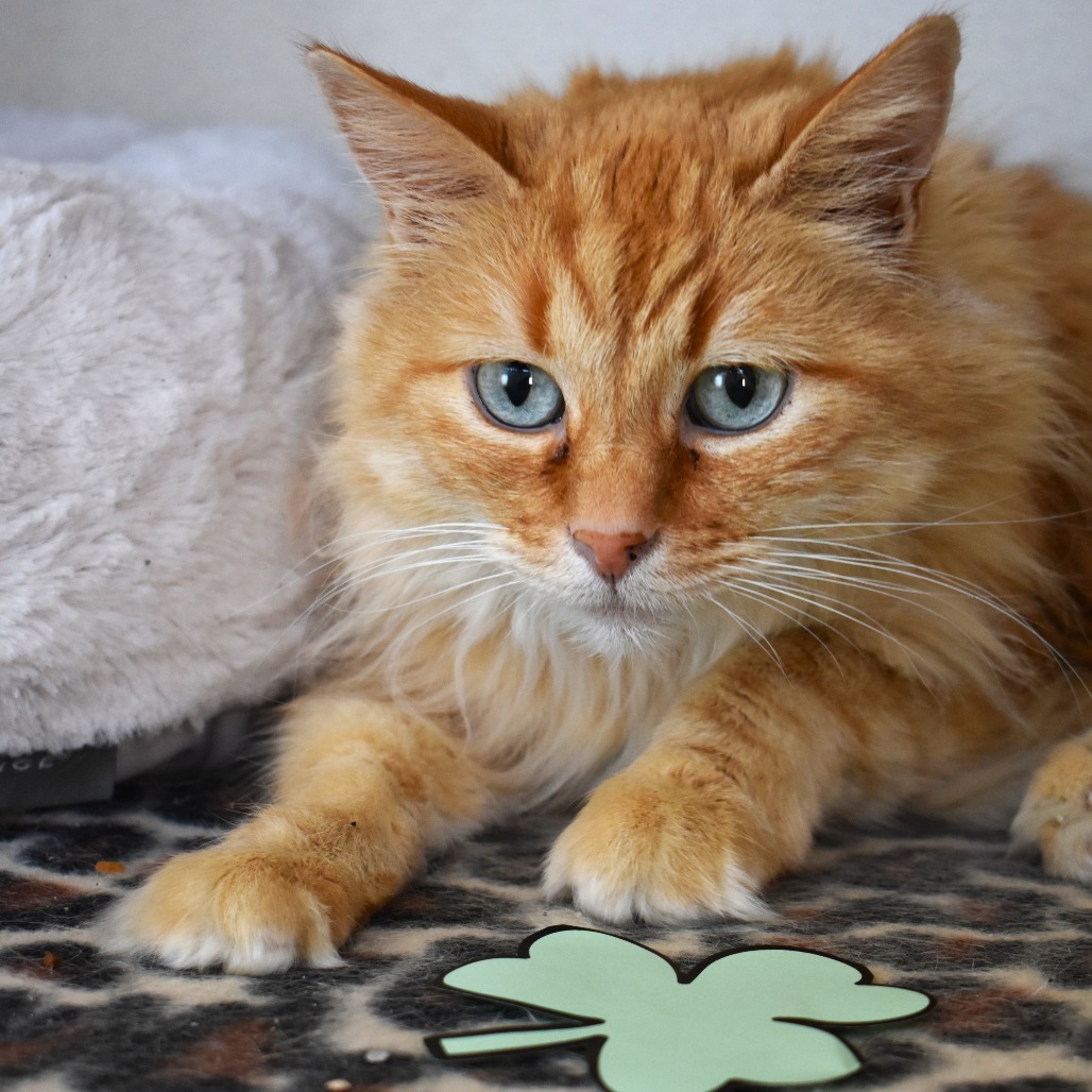 Pammy, an adoptable Domestic Medium Hair in Rifle, CO, 81650 | Photo Image 1