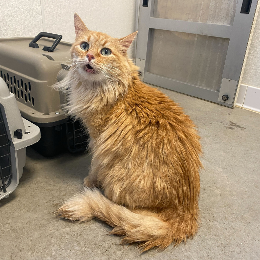 Pammy, an adoptable Domestic Medium Hair in Rifle, CO, 81650 | Photo Image 2