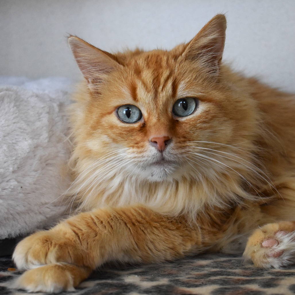 Pammy, an adoptable Domestic Medium Hair in Rifle, CO, 81650 | Photo Image 3