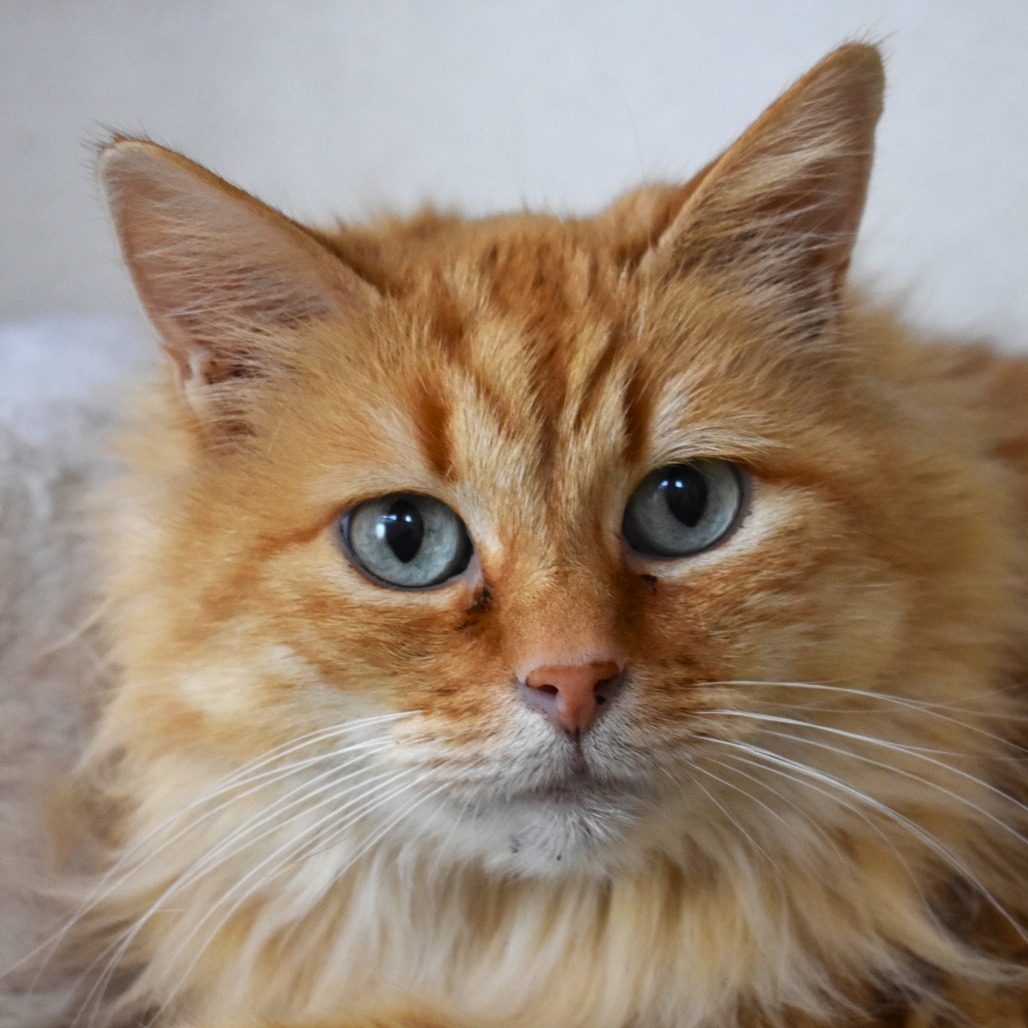 Pammy, an adoptable Domestic Medium Hair in Rifle, CO, 81650 | Photo Image 4