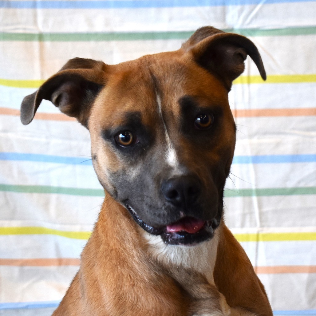 Dana, an adoptable Pit Bull Terrier in Rifle, CO, 81650 | Photo Image 1