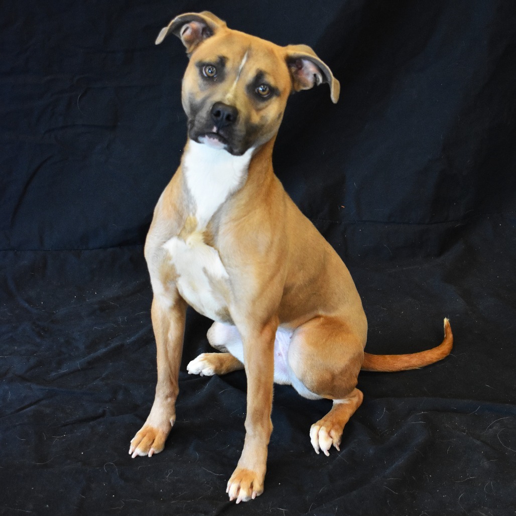 Dana, an adoptable Pit Bull Terrier in Rifle, CO, 81650 | Photo Image 2
