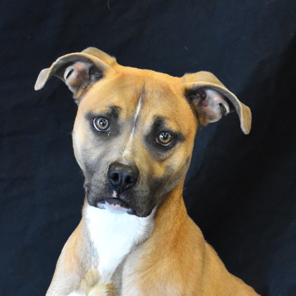 Dana, an adoptable Pit Bull Terrier in Rifle, CO, 81650 | Photo Image 3