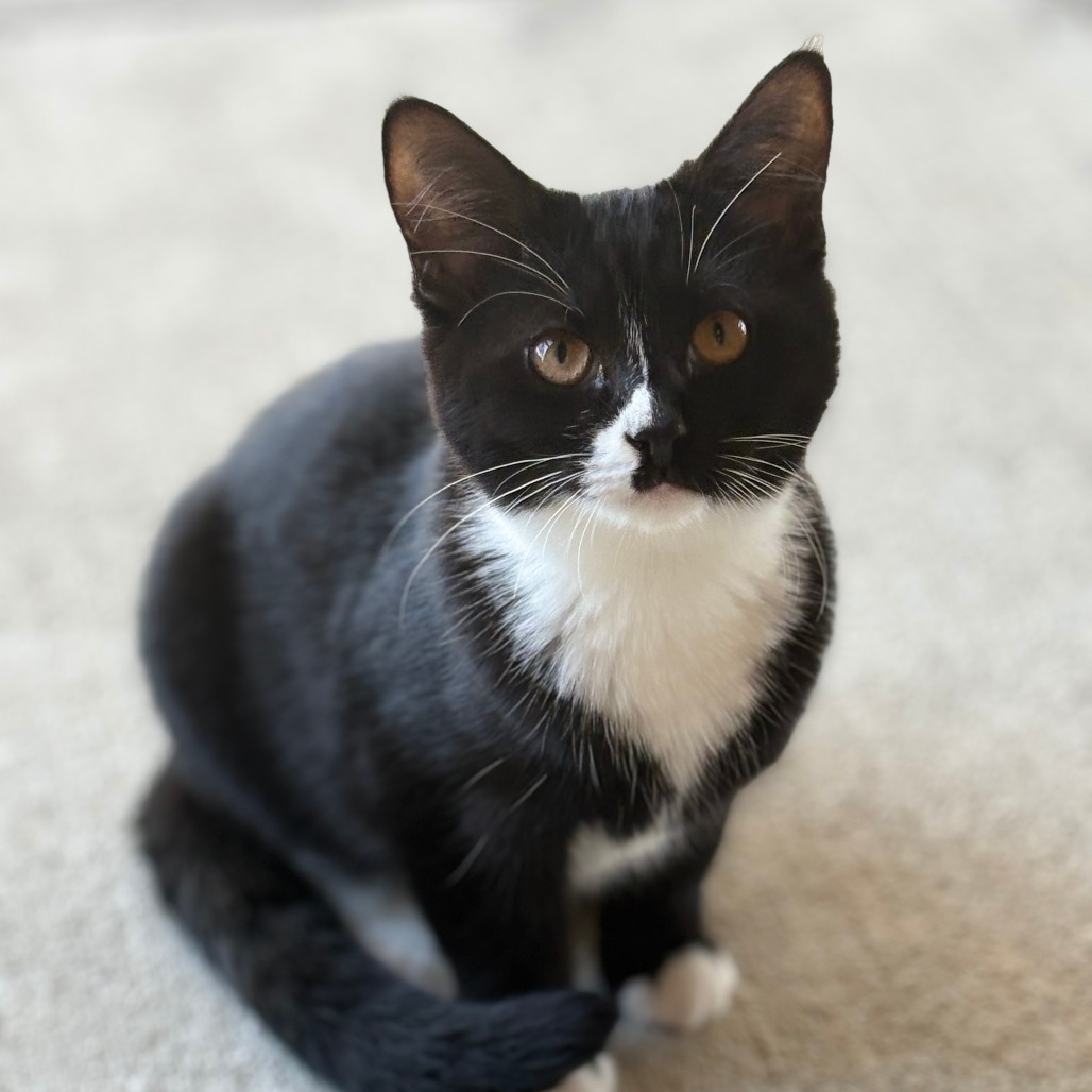 Pugsley, an adoptable Domestic Short Hair in Donalsonville, GA, 39845 | Photo Image 1