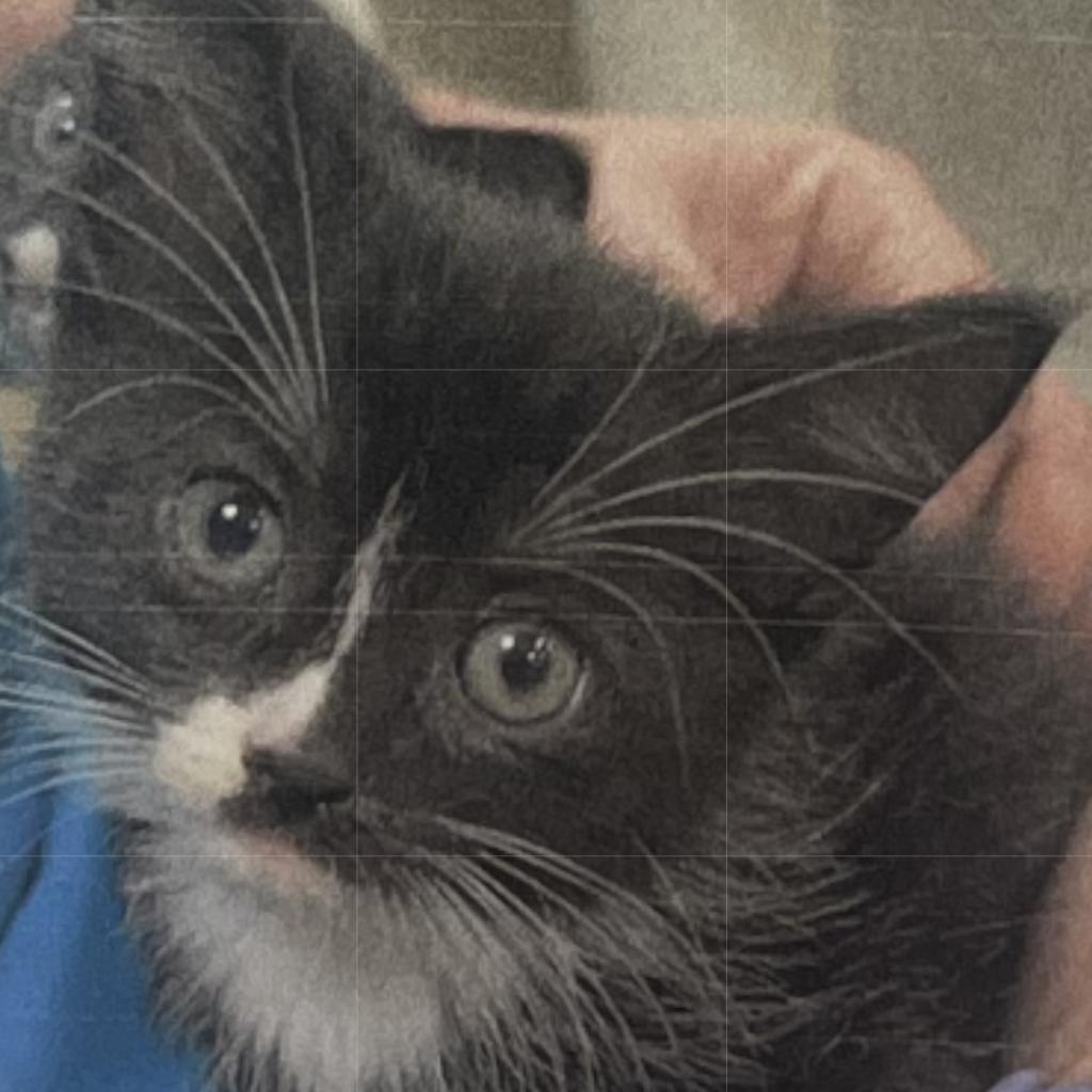 Pugsley, an adoptable Domestic Short Hair in Donalsonville, GA, 39845 | Photo Image 2