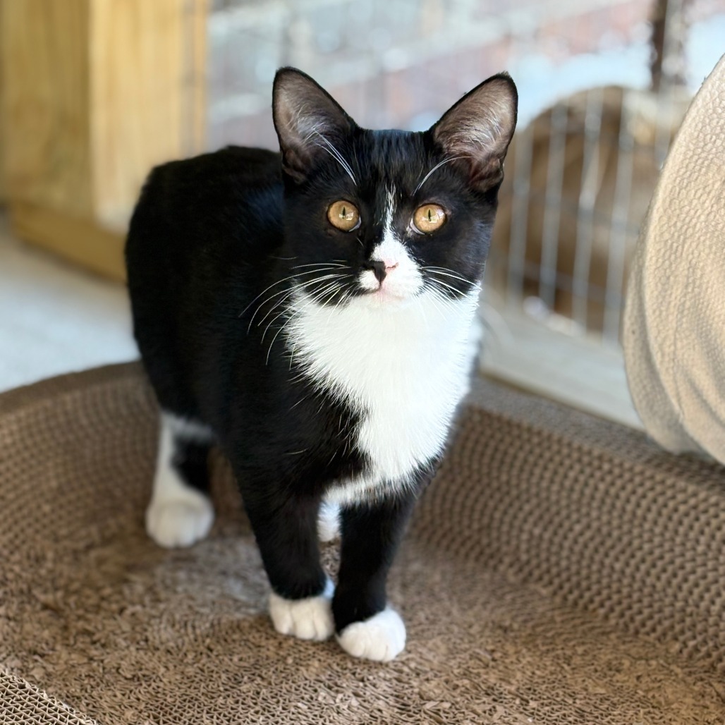 Poe, an adoptable Domestic Short Hair in Donalsonville, GA, 39845 | Photo Image 1