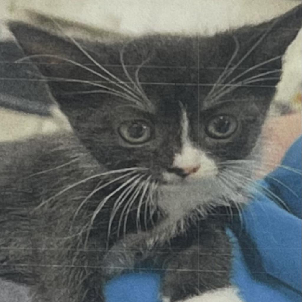 Poe, an adoptable Domestic Short Hair in Donalsonville, GA, 39845 | Photo Image 2