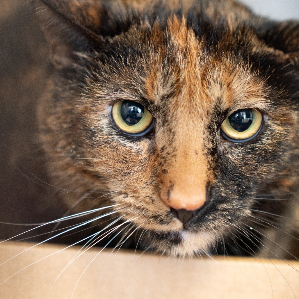 Lumbley - IN FOSTER