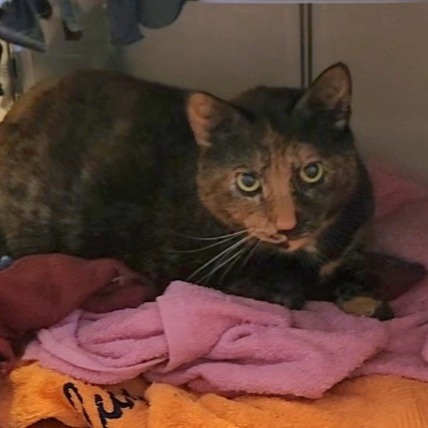 Lumbley - IN FOSTER
